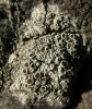 Lecanora sp.