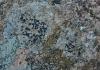 Lecidea aff. sarcogynoides Körb. Lecidea aff. sarcogynoides Körb.