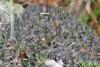 Leptogium lichenoides (L.) Zahlbr.