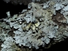Parmelia aff. sulcata