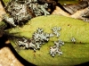 Physcia adscendens