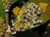 Physcia adscendens y Xanthoria aprietina