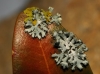 Physcia adscendens y Xanthoria parietina