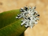 Physcia aff. adscendens