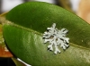 Physcia aff. adscendens