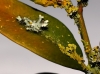 Physcia aff. adscendesns y Xanthoria parietina