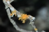 Teloschistes chrysophthalmus