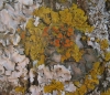 Teloschistes chrysophthalmus (L.) Th. Fr.