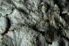 Xanthoparmelia tinctina (Maheu & A. Gillet) Hale