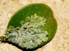 Xanthora parietina