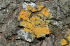Xanthoria parietina