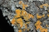 Xanthoria parietina