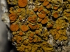Xanthoria parietina