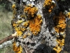 Xanthoria parietina