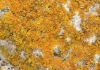 Xanthoria calcicola Ochsner