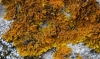 Xanthoria cf. calcicola