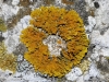 Xanthoria cf. parietina