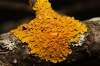 Xanthoria parietina (L.) Th. Fr.