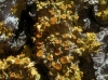 Xanthoria parietina