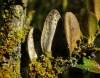 Xanthoria parietina