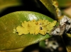 Xanthoria parietina