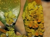Xanthoria parietina