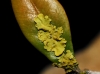 Xanthoria parietina