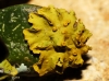 Xanthoria parietina