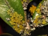 Xanthoria parietina
