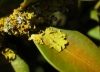 Xanthoria parietina y Physcia adscendens
