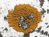 aff. Caloplaca gr. saxicola