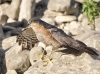 Accipiter nisus Accipiter nisus