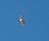Accipiter nisus Accipiter nisus