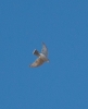 Accipiter nisus Accipiter nisus