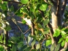 Acrocephalus arundinaceus