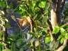 Acrocephalus arundinaceus