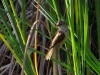 Acrocephalus arundinaceus
