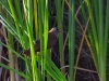 Acrocephalus arundinaceus