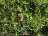 Acrocephalus arundinaceus