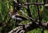 Aegithalos caudatus Aegithalos caudatus
