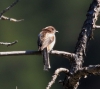 Aegithalos caudatus Aegithalos caudatus