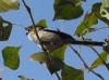 Aegithalos caudatus Aegithalos caudatus