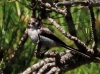 Aegithalos caudatus Aegithalos caudatus