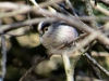 Aegithalos caudatus Aegithalos caudatus
