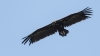 Aegypius monachus