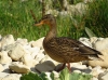 Anas platyrhynchos