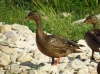 Anas platyrhynchos