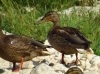 Anas platyrhynchos