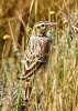 Anthus campestris