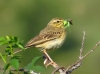 Anthus campestris